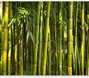 Fototapeten Bambus